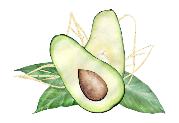 Handgetekende aquarel illustratie avocado's