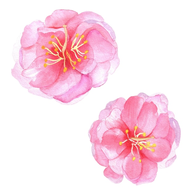 Handgetekende aquarel illustratie prachtige roze kersenbloesems sakura bloemen voor ontwerpwerk