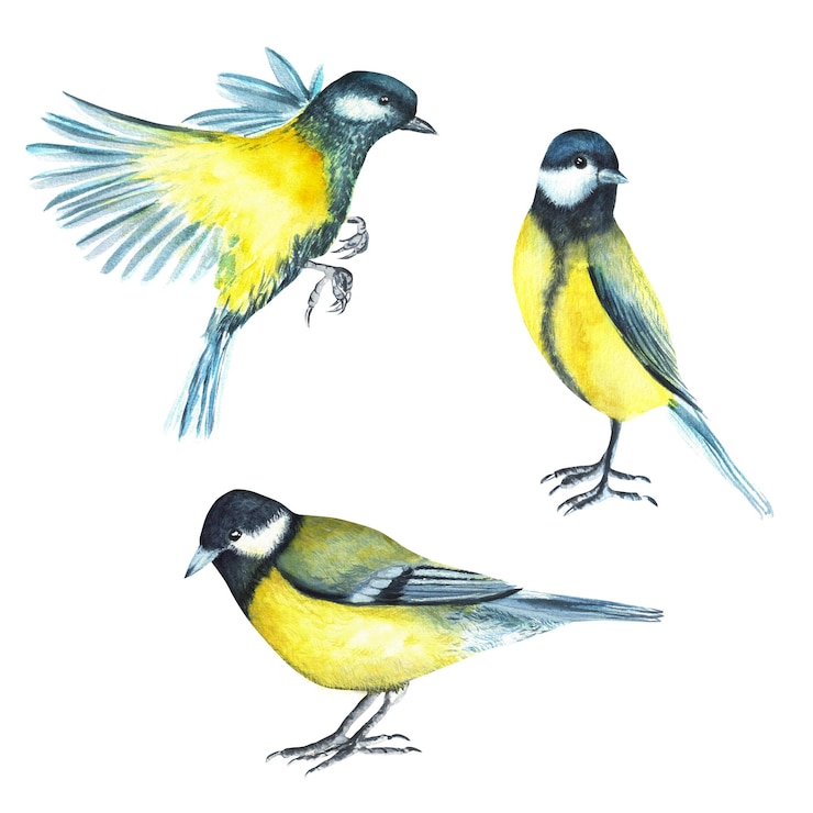 Foto handgetekende aquarel mees vogels