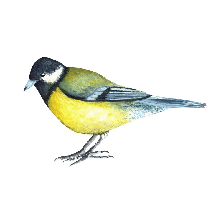 Foto handgetekende aquarel mees