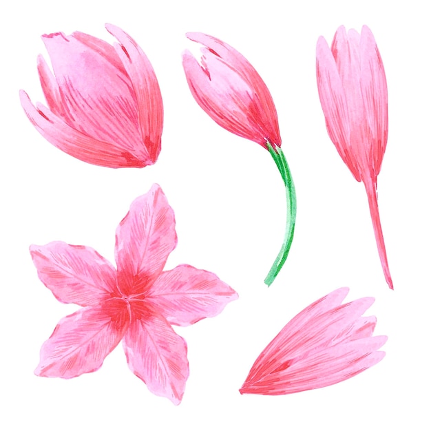 Handgetekende aquarel roze tulpen met bloemblaadjes op witte achtergrond Kan worden gebruikt voor Scrapbook postkaart textiel uitnodigingsalbum