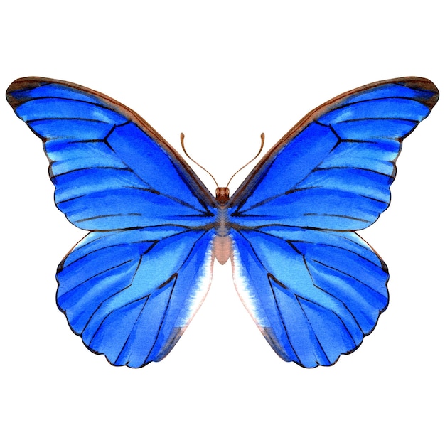Foto handgetekende aquarel van realistische vlinder