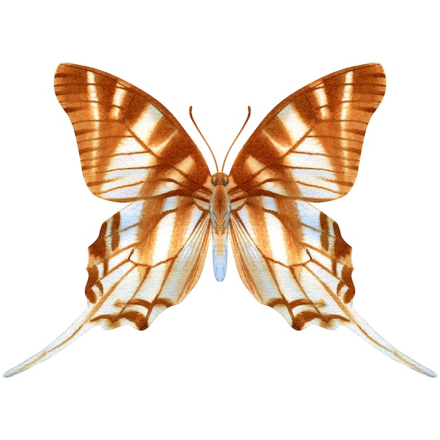Handgetekende aquarel van realistische vlinder