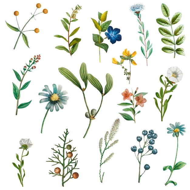 Handgetekende bloemen png sticker set vintage illustratie