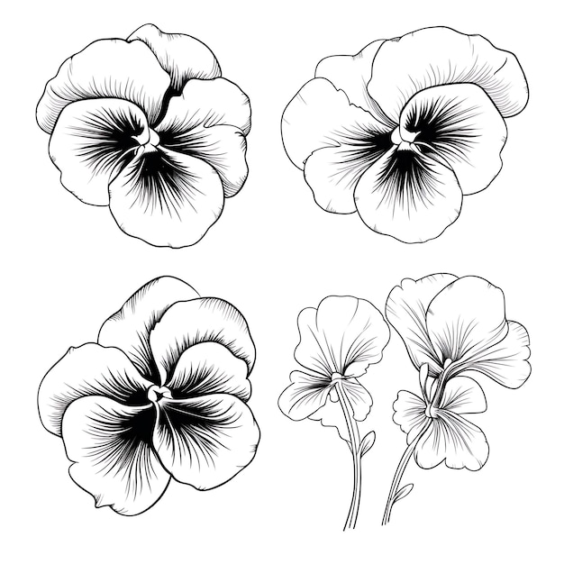 Foto handgetekende pansy outlines zwarte kleur op witte achtergrond contour set o outline minimalistisch eenvoudig