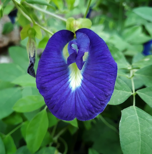 Handgreep irisbloem in de tuin