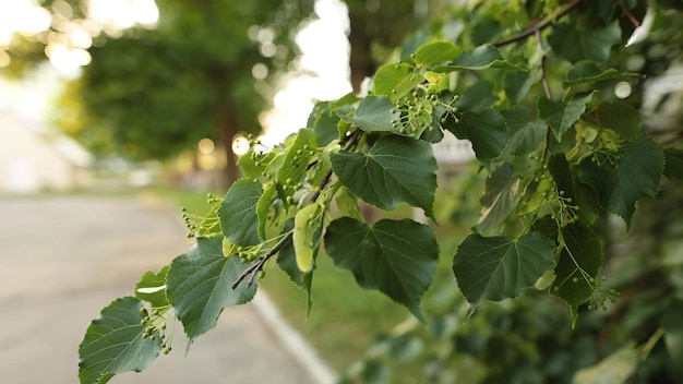 新鮮な葉を持つ小さな菩提樹の枝の手持ちショット