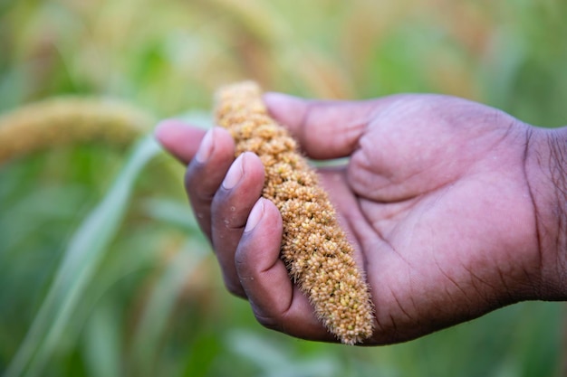 Handholding millet spike in the agriculture harvest field