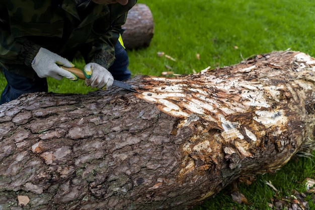 Handige houthakker maakt larikshout klaar voor latere verwerking
