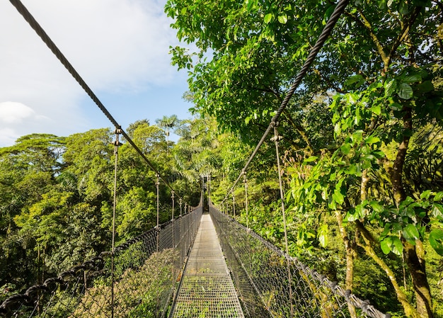 Handing Bridge in green jungle, Costa Rica, Central America