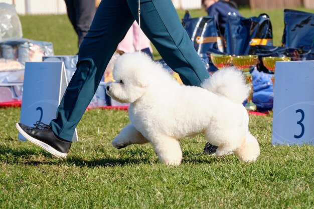 Handler demonstrates bichon frise gait at competitions.