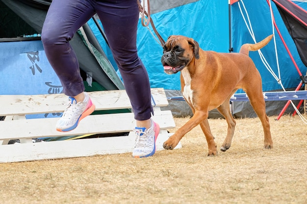 ハンドラーは、ドッグショーのリングでドイツのボクサー犬の動きを実演します