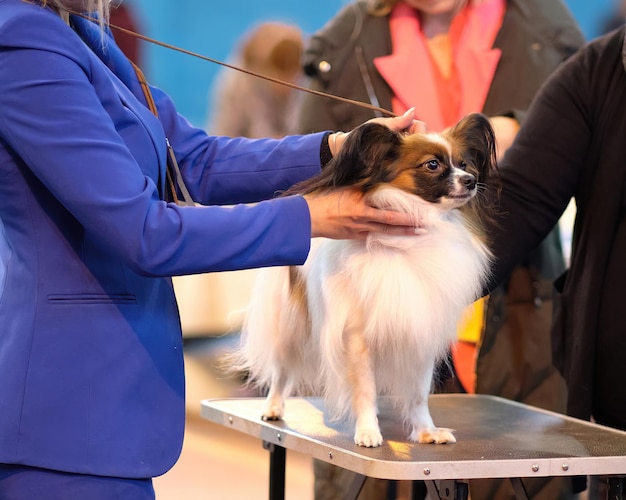 Handler houdt een papillon op tafel om het aan de keurmeesters op de hondenshow te demonstreren