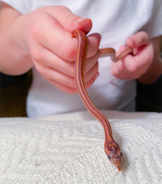 Foto a maneggiare un giovane serpente del mais