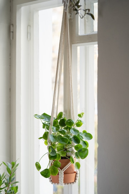 거실의 창에 매달려있는 수제 면화 마크라메 식물 옷걸이