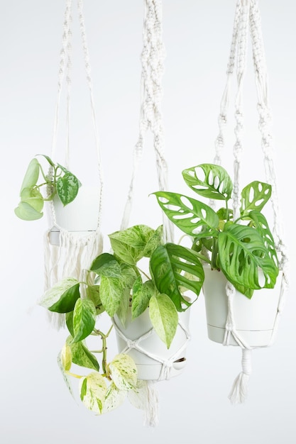 Handmade cotton macrame plant hangers Macrame hanging baskets pothos marbel queen monstera