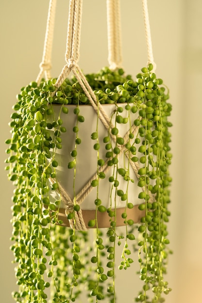 Handmade cotton macrame planter for indoor houseplant