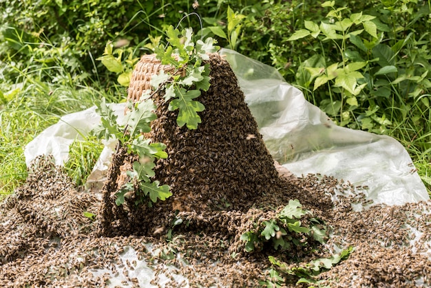 写真 自然の中でミツバチを捕獲するための手作りの古いストローミツバチの巣箱