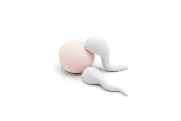 Photo handmade polymer clay figure of human sperm impregnate a fertile human egg