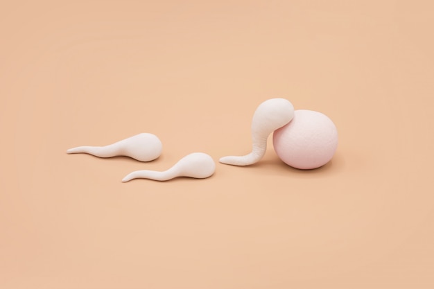 Photo handmade polymer clay figure of human sperm impregnate a fertile human egg