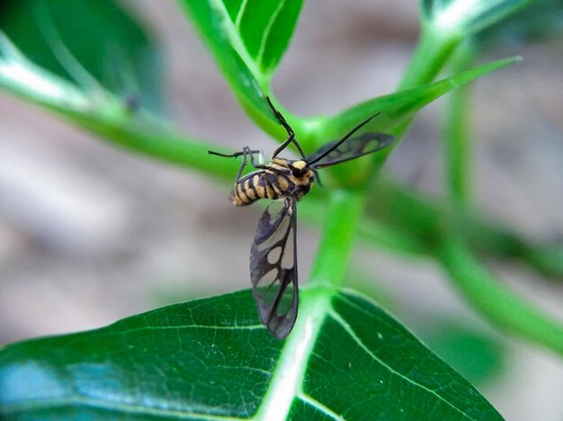 Photo handmaiden moth insect hanging on a leaf