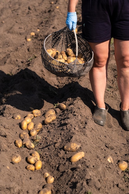 Handmatig aardappelen plukken op het veld Een man oogst aardappelen op aarde