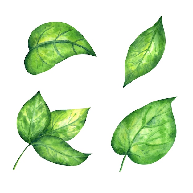 Ручная роспись акварельными листьями Ярко-зеленые изолированные элементы