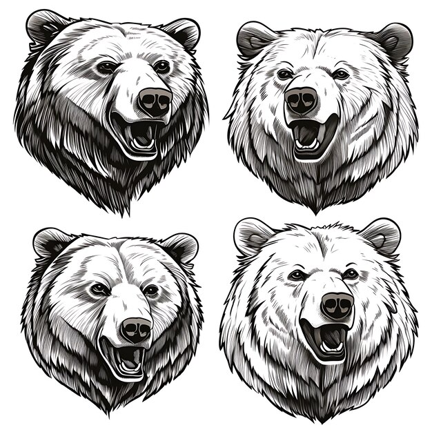 Handraw Grizzly Bear Portrait Outlines Black Color on White Backgrou illustration minimalist
