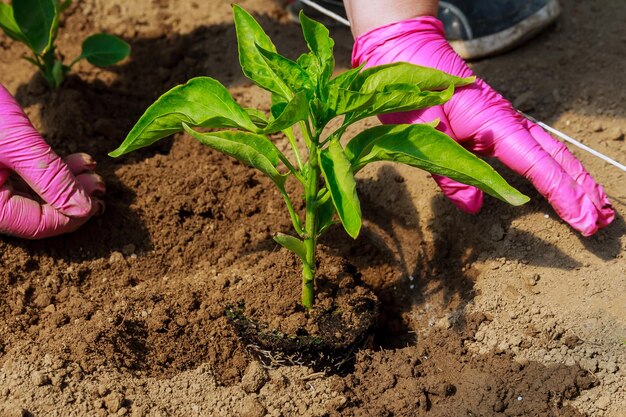 大人の女性の手が庭にコショウの苗を植えています