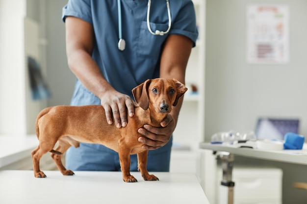 Mani del veterinario maschio afroamericano che toccano il bassotto tedesco