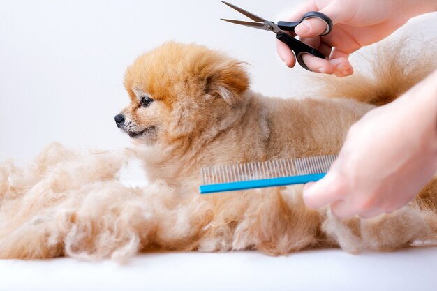 파란색 빗으로 손을 자르고 빗어주는 작은 포메라니안 주위에 양털이 많이 있습니다.