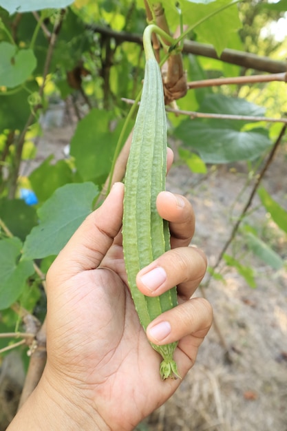 Hands are harvesting zucchini in farm.