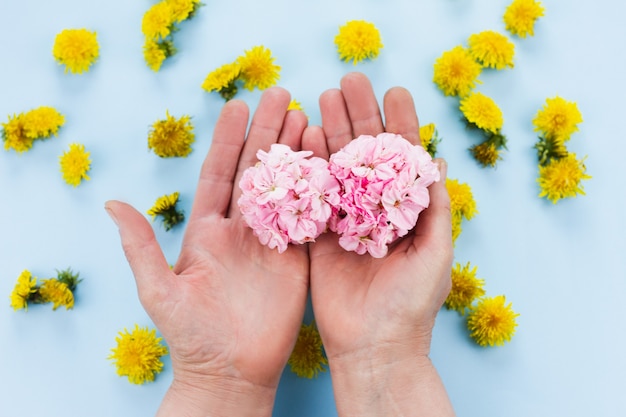 Hands are holding bright flowers on a pastel blue