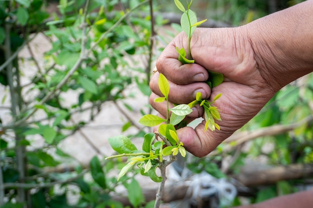 Hands are picking the tender shoots of vegetables, Gardener picking Melientha suavis Pierre.