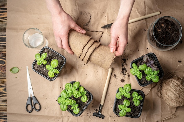 Hands are planting young green seedlings in pots with soil There are gardening tools on the table with craft paper Agricultural concept hobby Top view