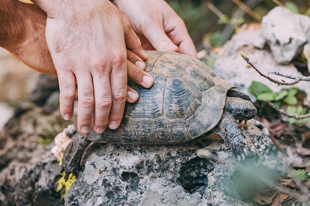 hands are released into the wild land turtle after rehabilitation