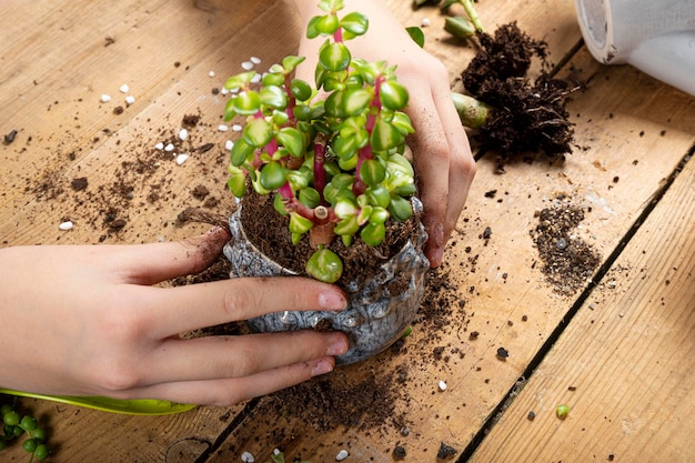 Le mani stanno trapiantando piante domestiche in vasi da vicino concetto di cura succulenta