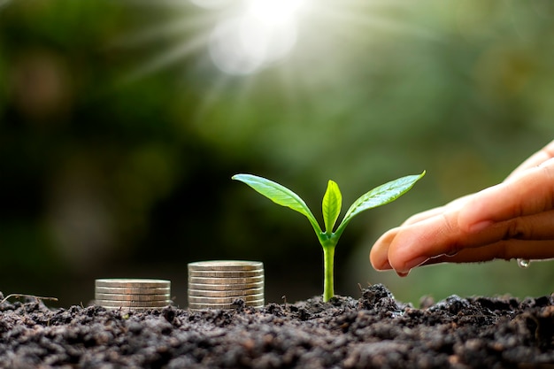 Hands are watering plants growing on the ground and coin stacks