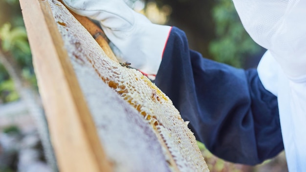 Hands beekeeper or checking wooden frame on honey farm sustainability agriculture land or healthy food field Zoom texture or farmer and insect box for sweet syrup harvest or healthcare production