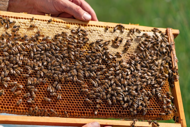 The hands of a beekeeper holds a honey cell with bees