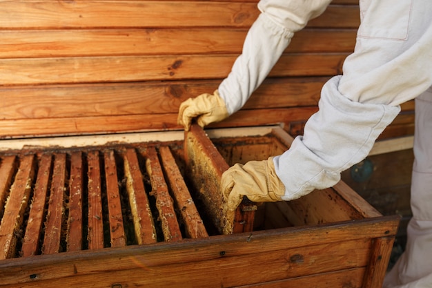 Руки пчеловода вытаскивают из улья деревянную рамку с сотами.