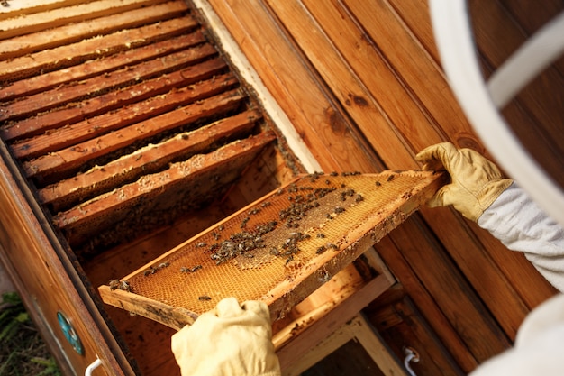 Hands of beekeeper pulls out from the hive a wooden frame with honeycomb