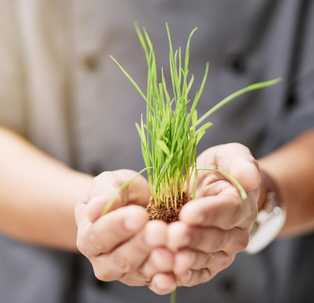 植物と人と手をつなぐ 成長のための企業開発と環境に優しいスタートアップ パームの土とシェフの草 オーガニック成分と持続可能な新鮮な食料 ヴィーガンレストラン