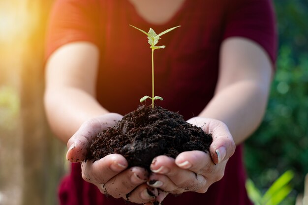 In the hands of cannabis growing seedling