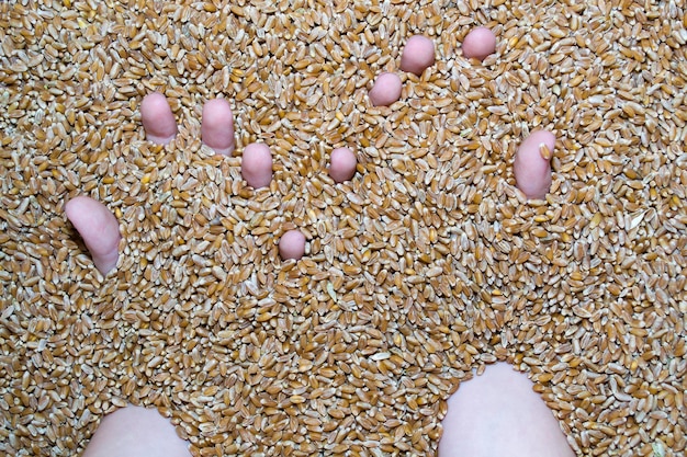 The hands of a child in grain hunger lack of nutrition of children