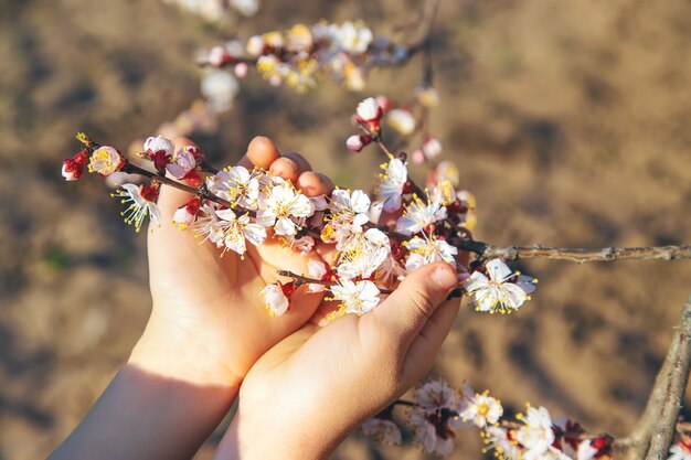 Mani di un bambino che tiene un ramo di albero in fiore