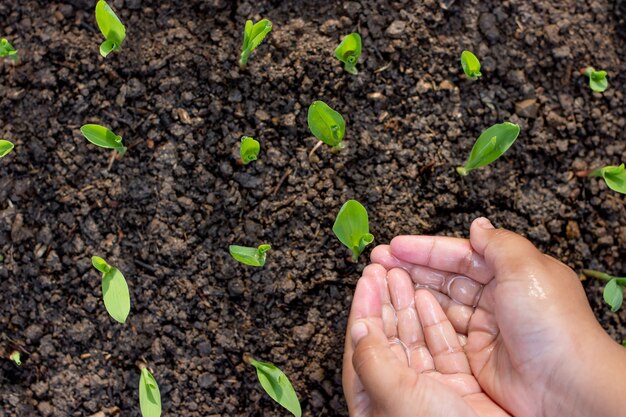 The hands of a child who is watering the corn.