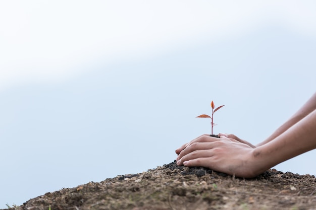 hands children planting a tree on back soil as care and save wold concept.