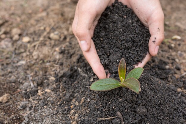 世話をするために背の土に木を植える子どもたちに手を貸し、世話をしてください。