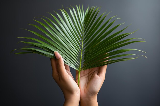 Foto le mani dei cristiani di st palm sunday su uno sfondo bianco arco c v